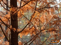 水杉换“红装” 层林尽染美如画