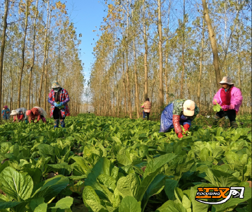 石首：菜苔萝卜“鲜”销湘粤 带动村民就地增收近百万元