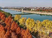 水杉换“红装” 层林尽染美如画