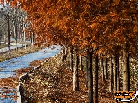 水杉换“红装” 层林尽染美如画