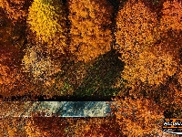 水杉换“红装” 层林尽染美如画