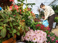 图集|新年临近 花卉俏销