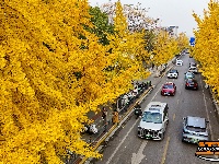 银杏换“金装” 扮靓城市路