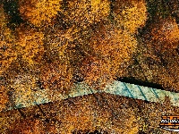 水杉换“红装” 层林尽染美如画