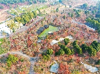 图集 | 荆州浅山森林美术园冬日“枫”景别样美