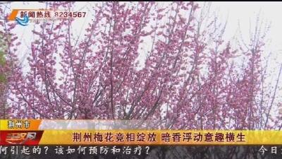 荆州梅花竞相绽放 暗香浮动意趣横生