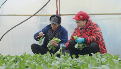 江陵县：广东菜心“种”出致富新路