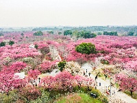 图集 | 瞰恒荣梅园 赏荆州春色