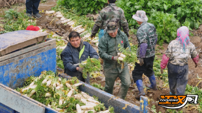 荆州区李埠镇：白萝卜喜丰收 田间地头采销忙