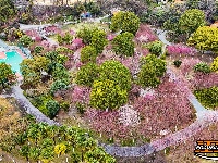 满园春色！中山公园梅花悄然绽放