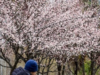 满园春色！中山公园梅花悄然绽放