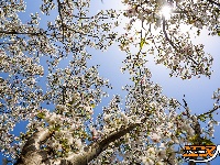 美图丨长湖樱花谷“樱花大道”迎浪漫时刻