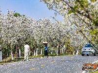 美图丨长湖樱花谷“樱花大道”迎浪漫时刻