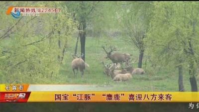 国宝“江豚” “麋鹿”喜迎八方来客