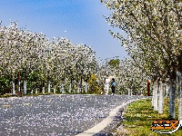 美图丨长湖樱花谷“樱花大道”迎浪漫时刻