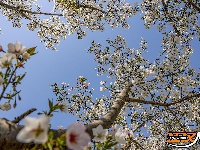 美图丨长湖樱花谷“樱花大道”迎浪漫时刻