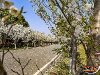 美图丨长湖樱花谷“樱花大道”迎浪漫时刻