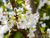 美图丨长湖樱花谷“樱花大道”迎浪漫时刻