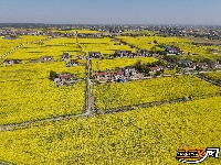 来荆州！感受春天的“金色交响”