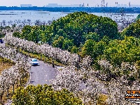 美图丨长湖樱花谷“樱花大道”迎浪漫时刻