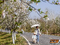 美图丨长湖樱花谷“樱花大道”迎浪漫时刻
