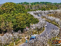 美图丨长湖樱花谷“樱花大道”迎浪漫时刻