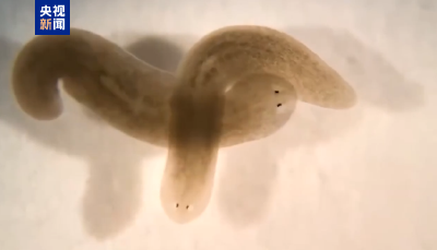 虫虫！要上天啦