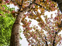 图集 | 清明假期赏古城春色