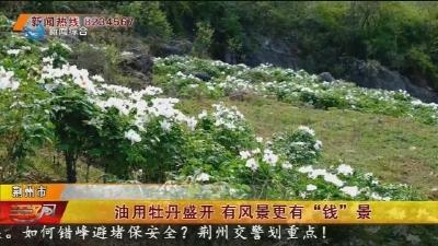 油用牡丹盛开 有风景更有“钱”景