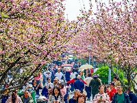 图集 | 清明假期赏古城春色