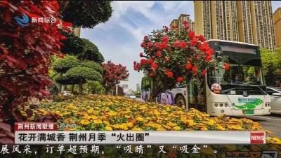 短消息：花开满城香 荆州月季“火出圈”