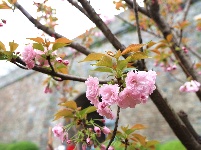 图集 | 春暖花开季 荆州老南门赏樱正当时