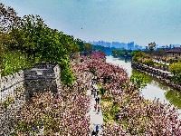 图集 | 清明假期赏古城春色