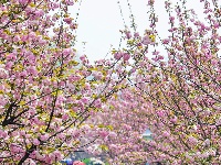 图集 | 清明假期赏古城春色