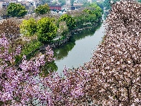 图集 | 清明假期赏古城春色