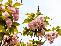 图集 | 清明假期赏古城春色