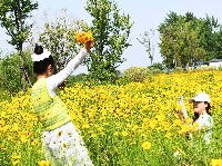 图集 | 荆江大堤柳林洲如“画”似锦