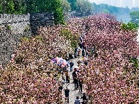 图集 | 清明假期赏古城春色