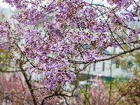 图集 | 清明假期赏古城春色