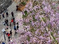 图集 | 清明假期赏古城春色