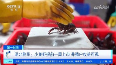 央视财经频道关注丨湖北荆州：小龙虾提前一周上市 养殖户收益可观