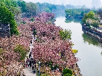 图集 | 清明假期赏古城春色