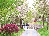 图集 | 春暖花开季 荆州老南门赏樱正当时