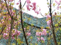 图集 | 春暖花开季 荆州老南门赏樱正当时