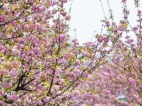 图集 | 清明假期赏古城春色