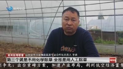 芦笋抢鲜上市 为春日餐桌增添一抹新绿