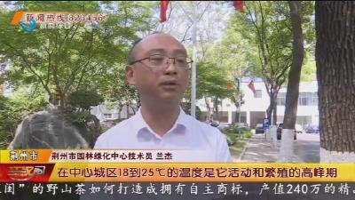 帮忙：裹“棉絮”穿羽衣 大量白色飞虫引人忧