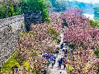 图集 | 清明假期赏古城春色