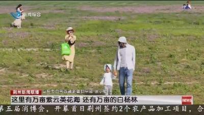 春日顶流 去监利看紫云英