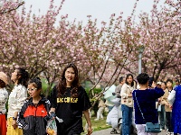 图集 | 清明假期赏古城春色